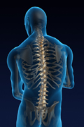 spine 3-D